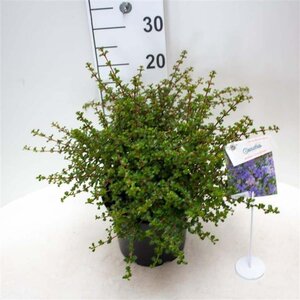 Ceanothus 'Emily Brown' 30-40 cm cont. 5,0L - afbeelding 4