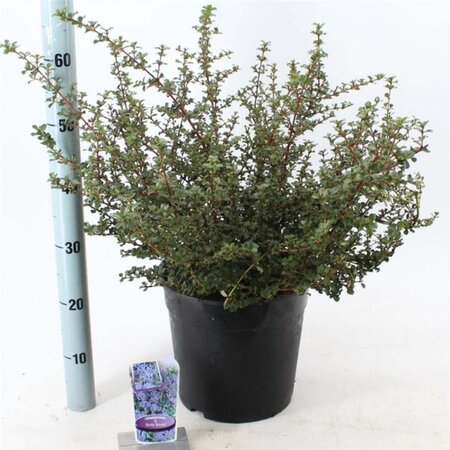 Ceanothus 'Emily Brown' 40-50 cm cont. 10L - afbeelding 1