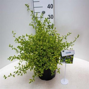 Ceanothus El Dorado 30-40 cm cont. 5,0L - afbeelding 5