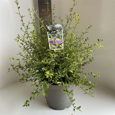 Ceanothus El Dorado 30-40 cm cont. 5,0L - afbeelding 3