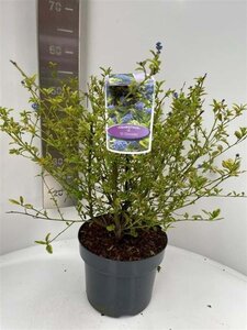 Ceanothus El Dorado 30-40 cm cont. 5,0L - afbeelding 1