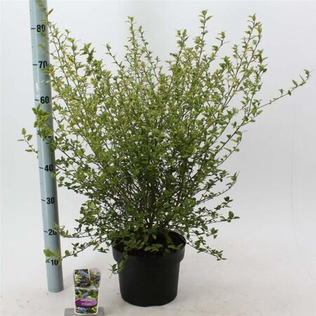 Ceanothus El Dorado 30-40 cm cont. 5,0L - afbeelding 2