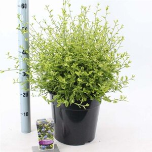 Ceanothus El Dorado 40-50 cm cont. 10L - afbeelding 1