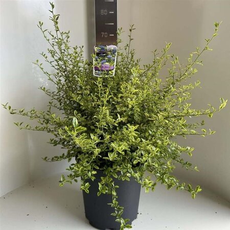 Ceanothus El Dorado 40-50 cm cont. 10L - afbeelding 4