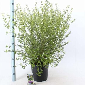 Ceanothus El Dorado 40-50 cm cont. 10L - afbeelding 2