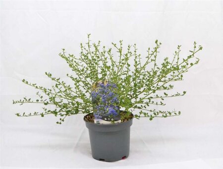 Ceanothus impressus 'Victoria' 30-40 cm cont. 3,0L - afbeelding 2