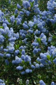 Ceanothus impressus 'Victoria' geen maat specificatie cont. 3,0L