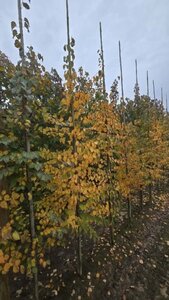 Cercidiphyllum japonicum 10-12 cm met kluit geveerd