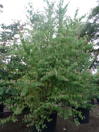 Cercidiphyllum japonicum 250-300 cm cont. 90L meerstammig - afbeelding 1