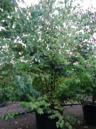 Cercidiphyllum japonicum 250-300 cm cont. 90L meerstammig - afbeelding 2