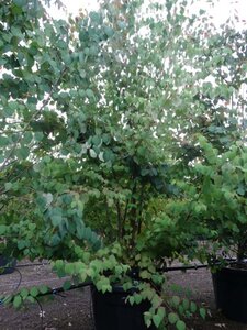 Cercidiphyllum japonicum 250-300 cm cont. 90L meerstammig - afbeelding 2