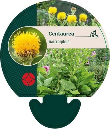 Centaurea macrocephala geen maat specificatie 0,55L/P9cm - afbeelding 1