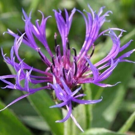 Centaurea montana 'Grandiflora' geen maat specificatie 0,55L/P9cm