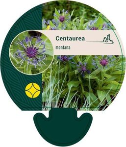 Centaurea montana geen maat specificatie 0,55L/P9cm - afbeelding 4