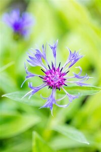 Centaurea montana geen maat specificatie 0,55L/P9cm - afbeelding 1