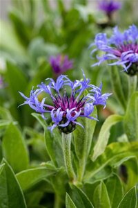 Centaurea montana geen maat specificatie 0,55L/P9cm - afbeelding 2