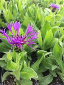 Centaurea montana geen maat specificatie 0,55L/P9cm - afbeelding 5