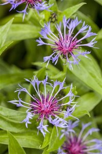 Centaurea montana geen maat specificatie 0,55L/P9cm - afbeelding 3