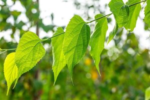 Celtis occidentalis 60-70 cm cont. 10L - afbeelding 4