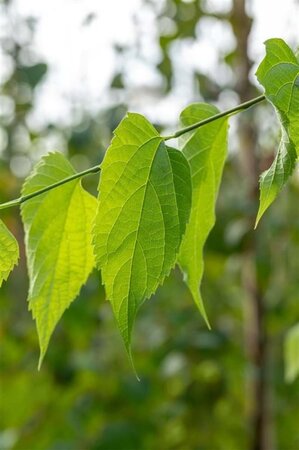 Celtis occidentalis 6-8 Hoogstam wortelgoed - afbeelding 2