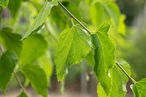 Celtis occidentalis 6-8 Hoogstam wortelgoed - afbeelding 4