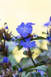 Ceratostigma plumbaginoides geen maat specificatie 0,55L/P9cm - afbeelding 1