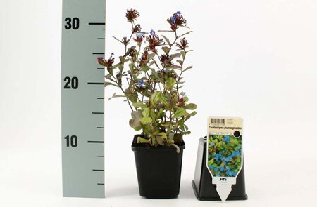 Ceratostigma plumbaginoides geen maat specificatie 0,55L/P9cm - afbeelding 8