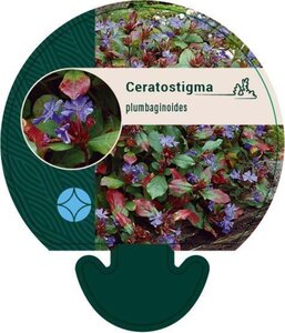 Ceratostigma plumbaginoides geen maat specificatie 0,55L/P9cm - afbeelding 6