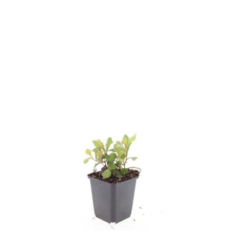 Ceratostigma plumbaginoides geen maat specificatie 0,55L/P9cm - afbeelding 4