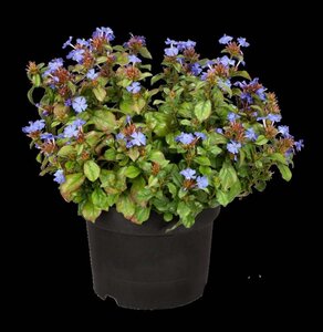 Ceratostigma plumbaginoides geen maat specificatie 0,55L/P9cm - afbeelding 2