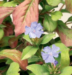 Ceratostigma plumbaginoides geen maat specificatie 0,55L/P9cm - afbeelding 3