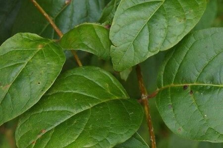 Cephalanthus occidentalis 30-40 cm cont. 3,0L - afbeelding 1