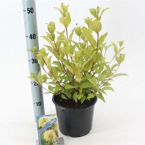 Cephalanthus occidentalis 30-40 cm cont. 3,0L - afbeelding 8