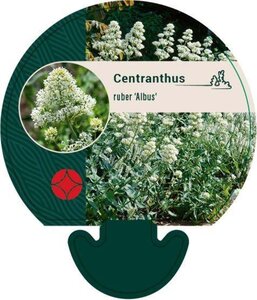 Centranthus ruber 'Albus' geen maat specificatie 0,55L/P9cm - afbeelding 1