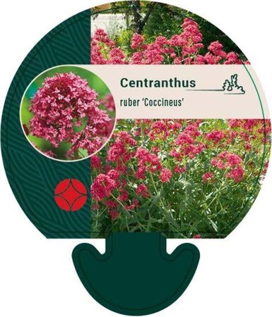 Centranthus ruber 'Coccineus' geen maat specificatie 0,55L/P9cm - afbeelding 2