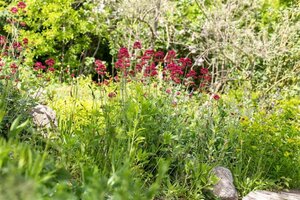 Centranthus ruber 'Coccineus' geen maat specificatie 0,55L/P9cm - afbeelding 1