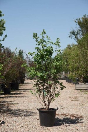 Cercis siliquastrum 200-250 cm cont. 90L meerstammig - afbeelding 1