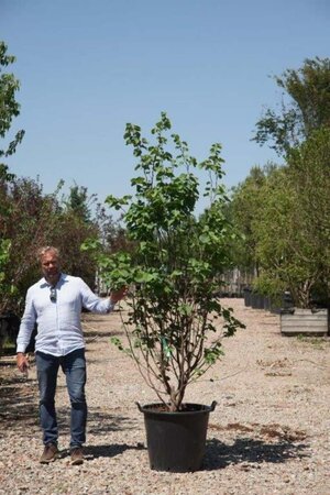 Cercis siliquastrum 200-250 cm cont. 90L meerstammig - afbeelding 2