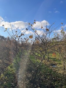 Cercis siliquastrum 200-250 cm draadkluit meerstammig