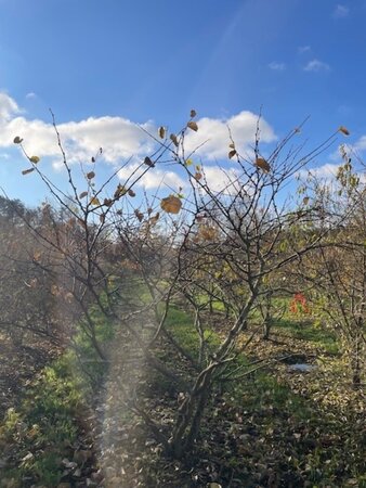 Cercis siliquastrum 200-250 cm WRB multi-stem