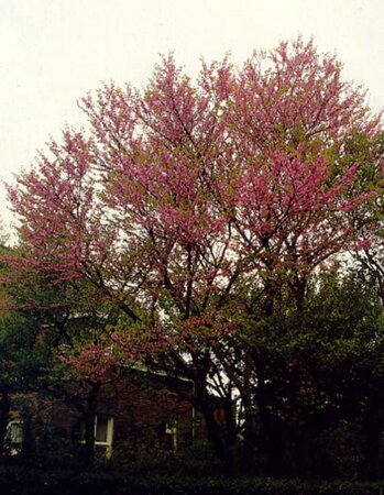 Cercis siliquastrum 250-300 cm container meerstammig - afbeelding 4