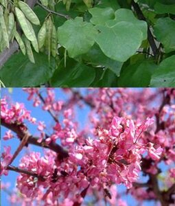 Cercis siliquastrum 250-300 cm container meerstammig - afbeelding 5