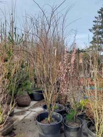 Cercis siliquastrum 250-300 cm container meerstammig - afbeelding 1