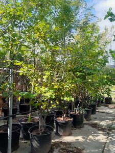 Cercis siliquastrum 250-300 cm container meerstammig - afbeelding 3