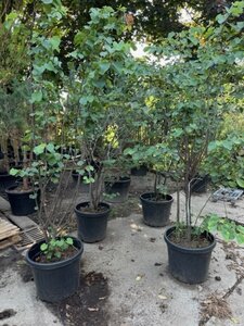 Cercis siliquastrum 250-300 cm container multi-stem - image 2