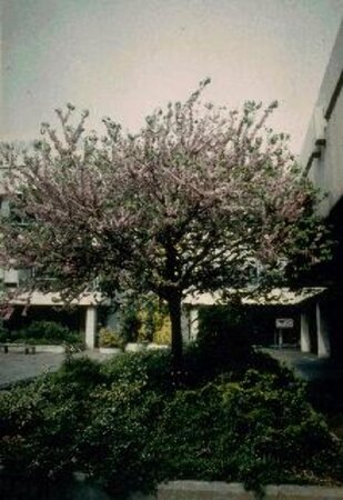 Cercis siliquastrum 250-300 cm container multi-stem - image 6