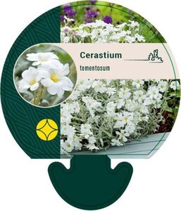 Cerastium tomentosum geen maat specificatie 0,55L/P9cm - afbeelding 2