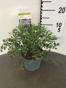 Ceanothus thyrsiflorus repens 25-30 cm cont. 2,0L - afbeelding 2