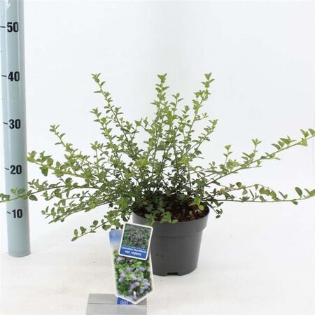 Ceanothus thyrsiflorus repens 25-30 cm cont. 2,0L - afbeelding 3