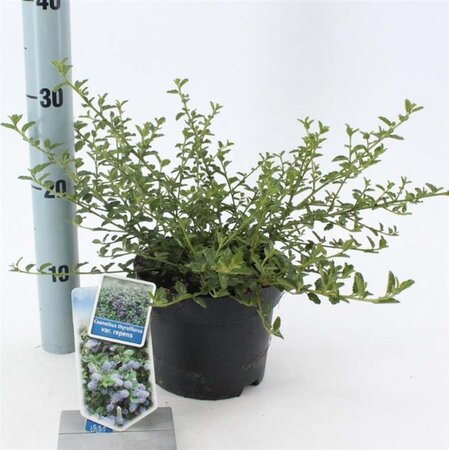 Ceanothus thyrsiflorus repens 25-30 cm cont. 2,0L - afbeelding 4